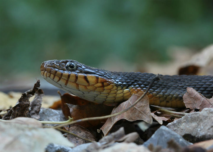 Plainbelly Water Snake